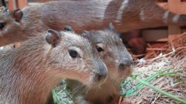 Çiftlikte ot yiyen sevimli Capybara hayvanı