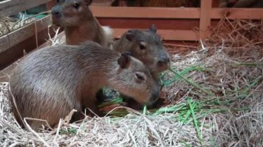 Çiftlikte ot yiyen yavaş, şirin bir Capybara hayvanı.