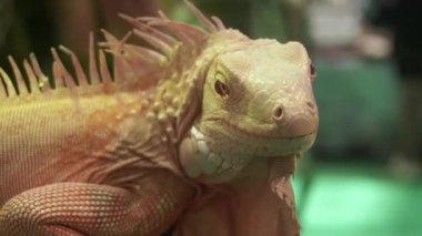 Hayvanat bahçesindeki ahşap kütükte gülümseyen iguana kertenkelesinin yavaş çekimi.