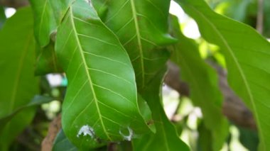 Yeşil mango yapraklı kırmızı karınca ağının yavaş çekim görüntüsü