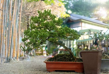 Tenceredeki bonsai ağacı, doğayla Japon bonsai sanatı arasındaki bağı sembolize ediyor. Ağaç ve tencerenin karmaşık detaylarına ve sakin atmosfere odaklan..