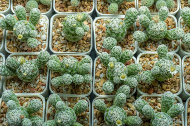 Tenceredeki küçük bir kaktüs bitkisi, minimalist yaşamın sembolü ve doğanın güzelliği. Bloglar, web siteleri ve bahçıvanlık, ev dekorasyonu ve farkındalık hakkında sosyal medya paylaşımları için mükemmel..