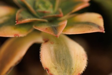 Makro bitki fotoğrafçılığı bitkilerin ve yapılarının detaylı görüntülerini yakına çeker. Bu fotoğraflar bitkilerin desenlerinin, dokularının ve şekillerinin güzelliğini ve karmaşıklığını gösteriyor. Ayrıca normalde görünmeyen ince ayrıntıları da.