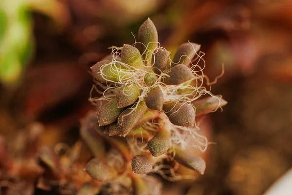 stock image Macro plant photography captures close-up, detailed images of plants and their structures. These photographs showcase the beauty and complexity of the patterns, textures, and shapes of plants, as well as the subtle details that are normally not visib