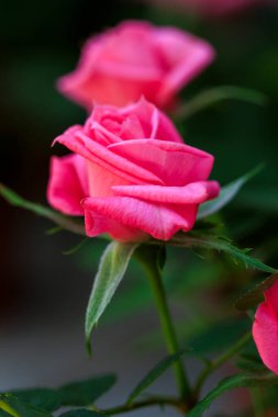 Çocuk odasındaki çiçeklerin güzel makrofotoğrafları
