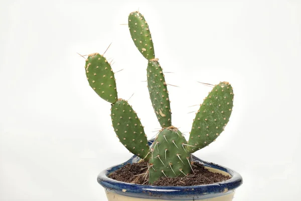 Naturlig Minimalism Kaktus Och Suckulenter Vit Bakgrund — Stockfoto