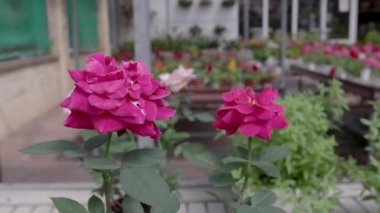 Yavaş çekimde çekilmiş pembe çiçekler.