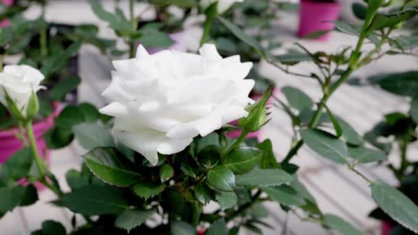 Рожеві Квіти Розплідниках Зняті Повільному Русі — стокове відео