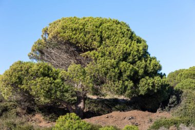 Açık gökyüzü ile büyük, çok yeşil bir ağacın fotoğrafı.
