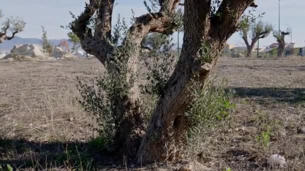 스페인의 건조한 토양에 올리브 나무의 비디오 — 비디오