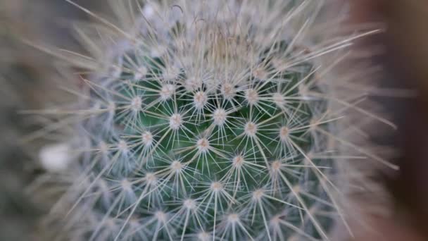 Videó Teljes Részletességgel Kaktuszok Szukkulensek — Stock videók