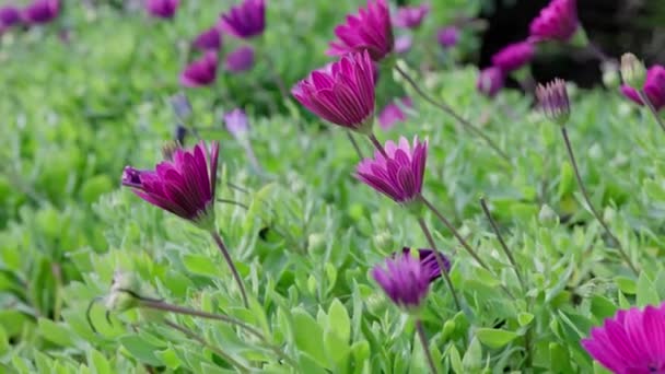 Όμορφες Λήψεις Βίντεο Από Πολύ Πολύχρωμα Λουλούδια Φυτώρια Εγγραφή 50Fps — Αρχείο Βίντεο