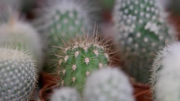 Videó Teljes Részletességgel Kaktuszok Szukkulensek — Stock videók