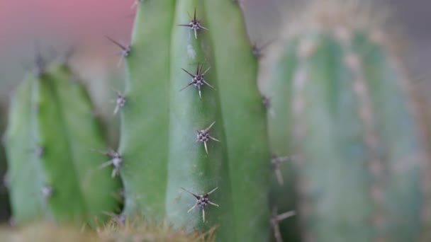 Vídeo Con Detalle Completo Cactus Suculentas — Vídeo de stock