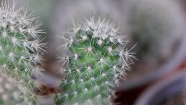 Video Dengan Detail Lengkap Dari Cacti Dan Sukulen — Stok Video