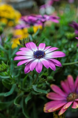 Renkli sarı, pembe, yeşil çiçekler Arılar tozlaşır