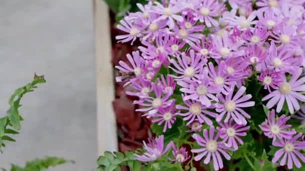 Piękne Zdjęcia Wideo Bardzo Kolorowych Kwiatów Szkółkach Nagrywanie 50Fps — Wideo stockowe