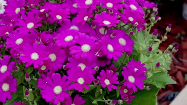 Όμορφες Λήψεις Βίντεο Από Πολύ Πολύχρωμα Λουλούδια Φυτώρια Εγγραφή 50Fps — Αρχείο Βίντεο