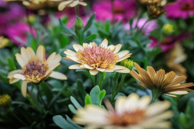 Büyük detaylara sahip çiçekler ve makro fotoğraflarda güzel renkler.