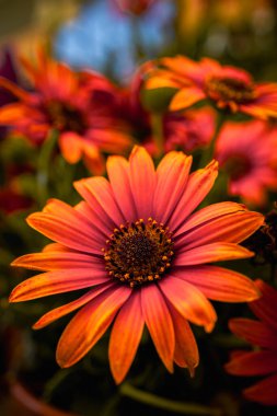 Renkli ve detaylı çiçeklerin makro fotoğrafları