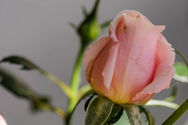 Renkli ve detaylı çiçeklerin makro fotoğrafları