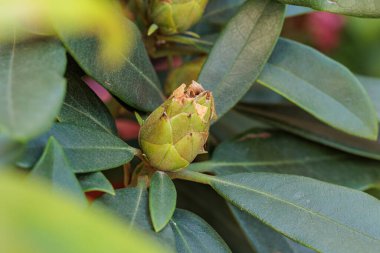 Çiçeklerin istifleme tekniğiyle çekilmiş güzel yakın plan fotoğrafları.