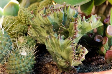 Çiçeklerin istifleme tekniğiyle çekilmiş güzel yakın plan fotoğrafları.