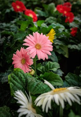 Pembe gerbera papatyaları diğer renkli çiçeklerin arasında çiçek açıyor.