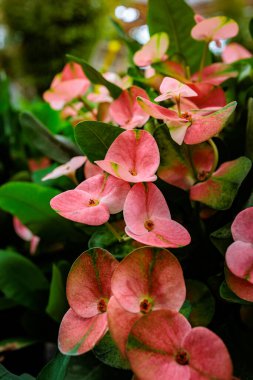 Dikenli bir tacın yakın çekimi narin pembe çiçeklerini ve yemyeşil yapraklarını gösterir.