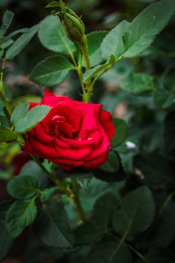 Kırmızı gül yeşil yapraklarla çevrili bir gül çalılığında açılıyor.