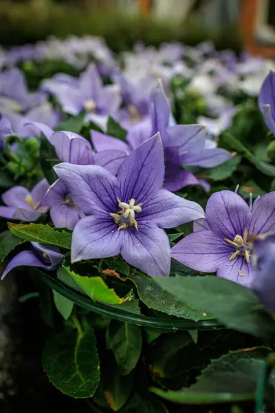 stock image Purple balloon flowers blooming in a garden bed with green leaves