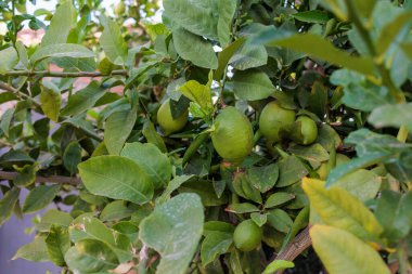 Yeşil yapraklarla çevrili bir ağaç dalında yetişen olgunlaşmamış yeşil limonlara yakın.