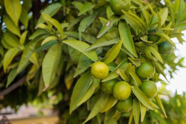 Yeşil yapraklarla çevrili bir ağaç dalında büyüyen limonlar.