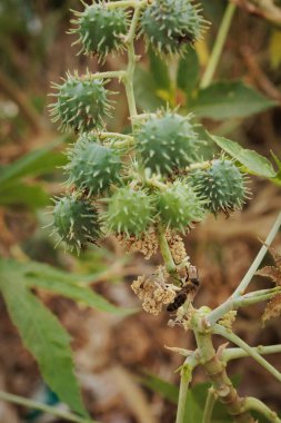 Honey bee is gathering pollen from a castor bean plant growing in an agricultural field clipart