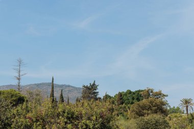 Birkaç bulutu olan parlak mavi gökyüzü bir ormanın üzerinde parlıyor.