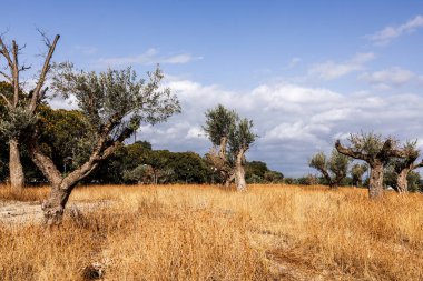 Beyaz bulutlu mavi gökyüzünün altında kuru bir çimenlikte yetişen zeytin ağaçları.