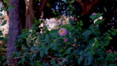 Yeşil yapraklar rüzgarda sallanıyor açık mavi gökyüzüne karşı