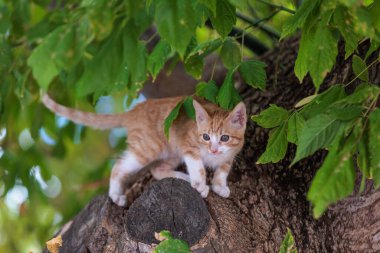 Kızıl ve beyaz kedi yeşil yapraklarla çevrili bir ağaç dalına tırmanıyor.