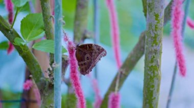 Bahçedeki pembe çiçekte dinlenen güzel kahverengi kelebek.