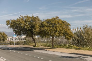 Yolun kenarında büyüyen iki ağaç ve arka planda bir havaalanı görünüyor.