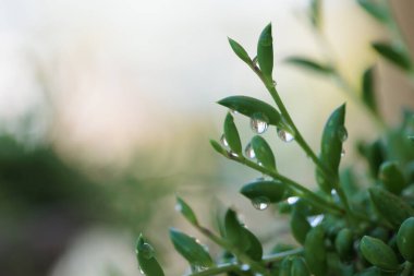 Taze sabah çiy damlaları canlı yeşil bitkilere tutunarak ferahlatıcı bir doğal manzara yaratıyor.