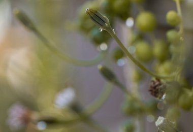 Çiçek tomurcuğuna yapışmış bir su damlasının makro fotoğrafı doğanın güzelliğini ve kırılganlığını yakalıyor.