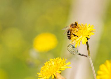 Bal arısı güneşli bir bahar gününde sarı yabani çiçeklerden polen topluyor.