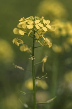 Sarı renkli yabani çiçeklerin yakın çekimi, aynı zamanda sarı rocketcress ya da acı tere olarak da bilinir, bir tarlada yetişir.