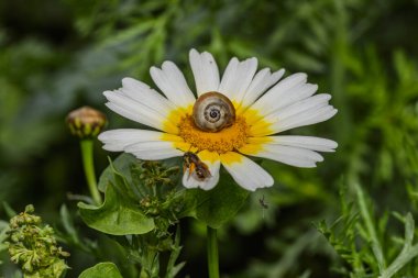 Bir salyangoz ve arının yakın çekimi papatya çiçeğini paylaşıyor, bir bahar bahçesinde doğanın güzelliğini ve simbiyotik ilişkileri sergiliyor