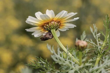 Bir çiçek tarlasında sarı ve beyaz bir papatya çiçeğinin altında saklanan bir böceğin yakın çekimi.