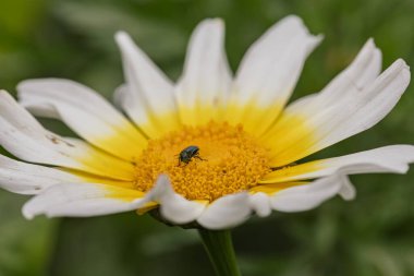 Doğanın karmaşık detaylarının güzelliğini gözler önüne seren narin beyaz papatyanın canlı sarı merkezinde gezinen küçük siyah bir böceğin yakın çekimi.