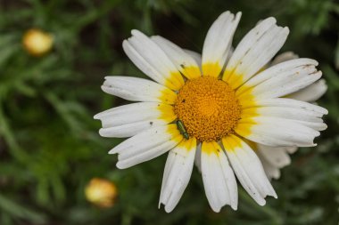 Beyaz papatya çiçeğinin canlı merkezinde dinlenen yeşil bir böceğin yakın çekimi doğanın güzelliğini gözler önüne seriyor.