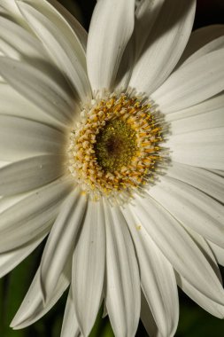 Beyaz bir Gerbera çiçeğinin yakın çekimi, narin taç yapraklarını ve karmaşık ayrıntıları vurguluyor.
