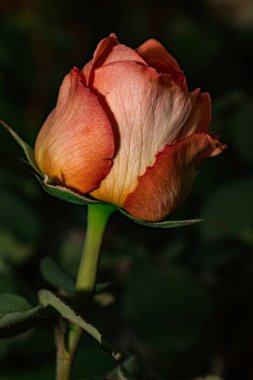 Canlı turuncu gül goncası çiçek açmak üzere, doğanın narin güzelliğini gözler önüne seriyor.